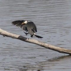 Microcarbo melanoleucos (Little Pied Cormorant) at Fyshwick, ACT - 3 Sep 2018 by AlisonMilton