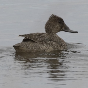 Stictonetta naevosa at Fyshwick, ACT - 3 Sep 2018