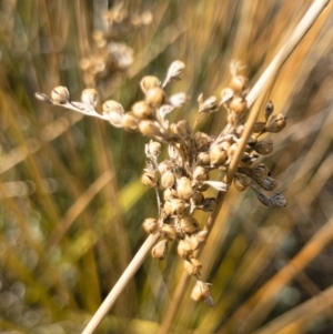 Juncus sp. at Illilanga & Baroona - 3 Sep 2018