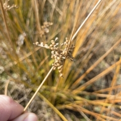 Juncus sp. at Illilanga & Baroona - 3 Sep 2018 11:40 AM