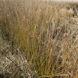 Juncus sp. at Illilanga & Baroona - 3 Sep 2018 11:40 AM