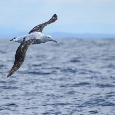 Diomedea exulans (Wandering Albatross) at Undefined - 1 Sep 2018 by Leo
