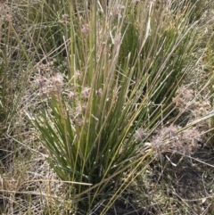 Cyperus gunnii subsp. gunnii at Illilanga & Baroona - 3 Sep 2018