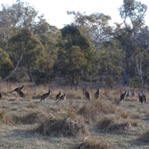 Macropus giganteus at O'Malley, ACT - 3 Sep 2018 05:27 PM