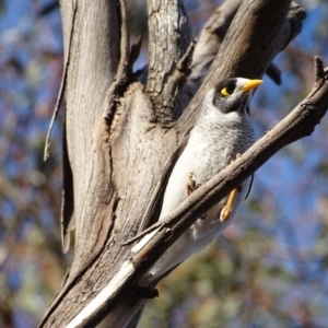 Manorina melanocephala at O'Malley, ACT - 3 Sep 2018