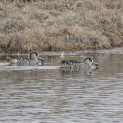 Malacorhynchus membranaceus (Pink-eared Duck) at Fyshwick, ACT - 3 Sep 2018 by AlisonMilton