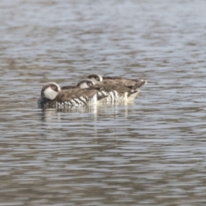 Malacorhynchus membranaceus at Fyshwick, ACT - 3 Sep 2018