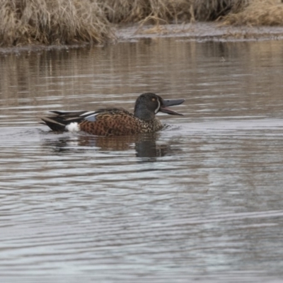 Spatula rhynchotis (Australasian Shoveler) at Fyshwick, ACT - 2 Sep 2018 by AlisonMilton