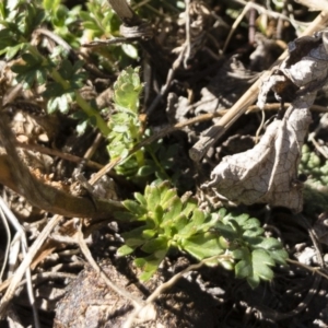 Acaena sp. at Michelago, NSW - 16 Aug 2018