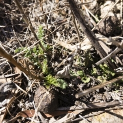 Acaena sp. at Michelago, NSW - 16 Aug 2018