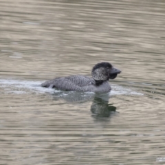 Biziura lobata (Musk Duck) at Michelago, NSW - 23 Aug 2018 by Illilanga