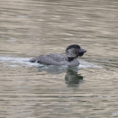 Biziura lobata (Musk Duck) at Michelago, NSW - 23 Aug 2018 by Illilanga