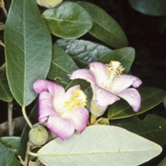 Lagunaria patersonia (Norfolk Island Hibiscus) at Undefined - 1 Jan 2000 by BettyDonWood
