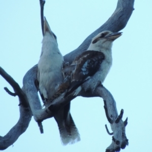 Dacelo novaeguineae at Tennent, ACT - 13 Dec 2014