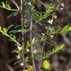 Micrantheum ericoides at Bomaderry Creek Walking Track - 1 Oct 1998 by BettyDonWood