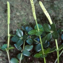 Peperomia tetraphylla (Four-leaved Peperomia) at Undefined - 14 Sep 1998 by BettyDonWood