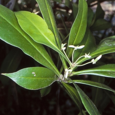 Tasmannia insipida (Brush Pepperbush, Dorrigo Pepper) at Monga National Park - 18 Oct 1998 by BettyDonWood