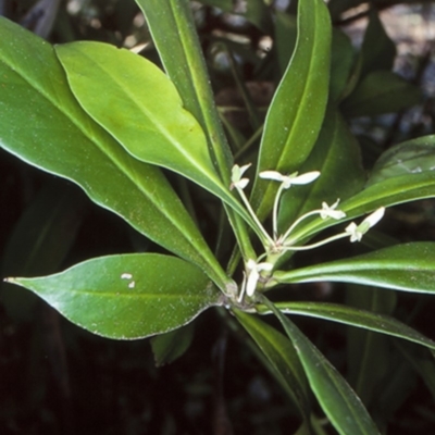 Tasmannia insipida (Brush Pepperbush, Dorrigo Pepper) at Monga National Park - 17 Oct 1998 by BettyDonWood