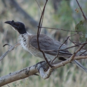 Philemon corniculatus at Tennent, ACT - 13 Dec 2014