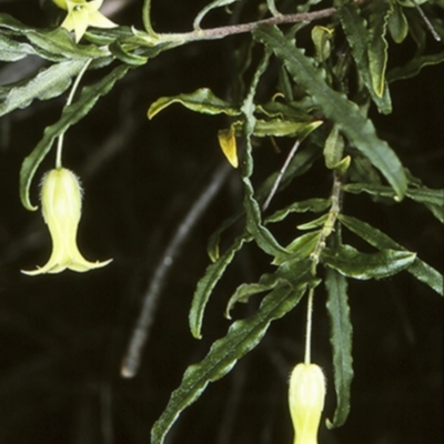 Billardiera mutabilis (Climbing Apple Berry, Apple Berry, Snot Berry, Apple Dumblings, Changeable Flowered Billardiera) at Undefined - 27 Sep 1997 by BettyDonWood