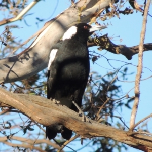 Gymnorhina tibicen at Paddys River, ACT - 16 Dec 2014