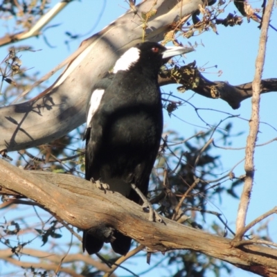 Gymnorhina tibicen (Australian Magpie) at Paddys River, ACT - 16 Dec 2014 by MichaelBedingfield