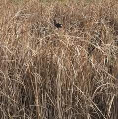 Porphyrio melanotus (Australasian Swamphen) at Undefined - 2 Sep 2018 by Firetail