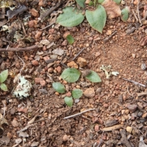 Hymenochilus sp. at Majura, ACT - 4 Sep 2018