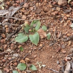 Hymenochilus sp. at Majura, ACT - 4 Sep 2018