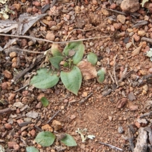 Hymenochilus sp. at Majura, ACT - 4 Sep 2018