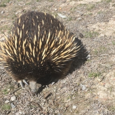 Tachyglossus aculeatus (Short-beaked Echidna) at Gungahlin, ACT - 4 Sep 2018 by Mothy