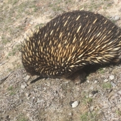 Tachyglossus aculeatus at Gungahlin, ACT - 4 Sep 2018