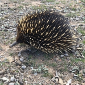 Tachyglossus aculeatus at Forde, ACT - 4 Sep 2018 01:23 PM