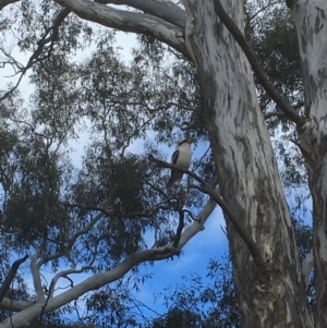 Dacelo novaeguineae at Gungahlin, ACT - 4 Sep 2018 12:07 PM