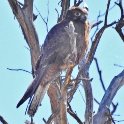 Falco berigora (Brown Falcon) at Stromlo, ACT - 29 Aug 2018 by JohnBundock