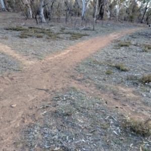 Cryptandra amara at Deakin, ACT - 4 Sep 2018 04:28 PM