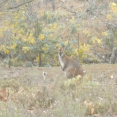 Notamacropus rufogriseus (Red-necked Wallaby) at Mount Majura - 4 Sep 2018 by MichaelMulvaney