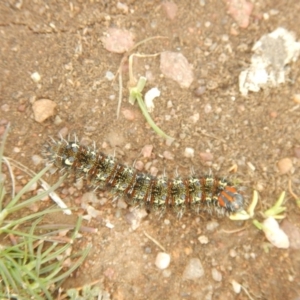 Apina callisto at Gungahlin, ACT - 3 Sep 2018