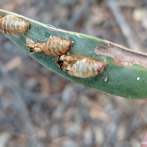 Jalmenus evagoras at Acton, ACT - 4 Sep 2018 02:47 PM