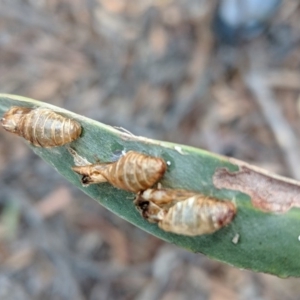 Jalmenus evagoras at Acton, ACT - 4 Sep 2018 02:47 PM