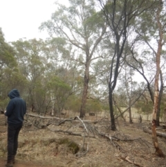 Eucalyptus aggregata (Black Gum) at Watson, ACT - 4 Sep 2018 by MichaelMulvaney