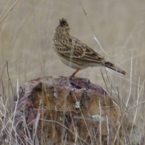 Alauda arvensis at Lawson, ACT - 4 Sep 2018