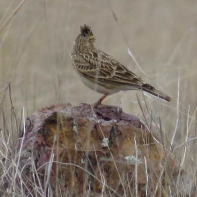 Alauda arvensis (Eurasian Skylark) at Lawson, ACT - 4 Sep 2018 by RobParnell