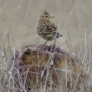 Alauda arvensis at Lawson, ACT - 4 Sep 2018