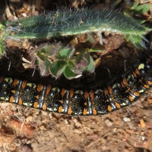 Apina callisto at Red Hill, ACT - 2 Sep 2018