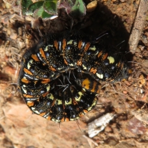 Apina callisto at Red Hill, ACT - 2 Sep 2018