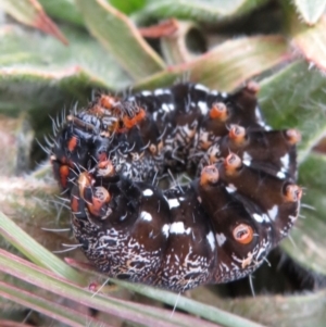 Apina callisto at Lawson, ACT - 4 Sep 2018