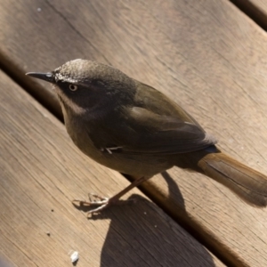 Sericornis frontalis at Michelago, NSW - 24 Jun 2018