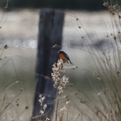 Petroica phoenicea (Flame Robin) at Michelago, NSW - 1 Jul 2018 by Illilanga