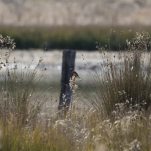 Petroica phoenicea at Michelago, NSW - 1 Jul 2018